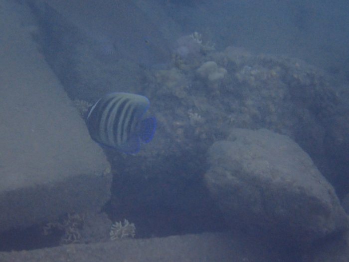 Pomacanthus sexstriatus
