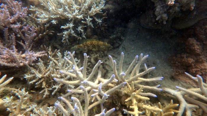 Epinephelus merra