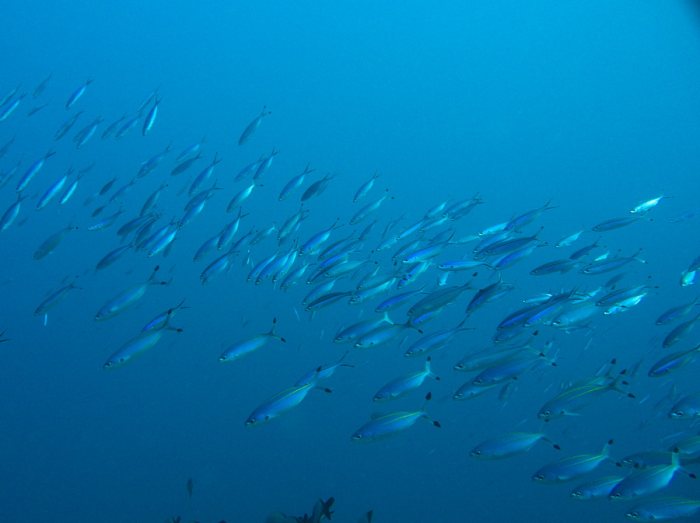 Poissons osseux