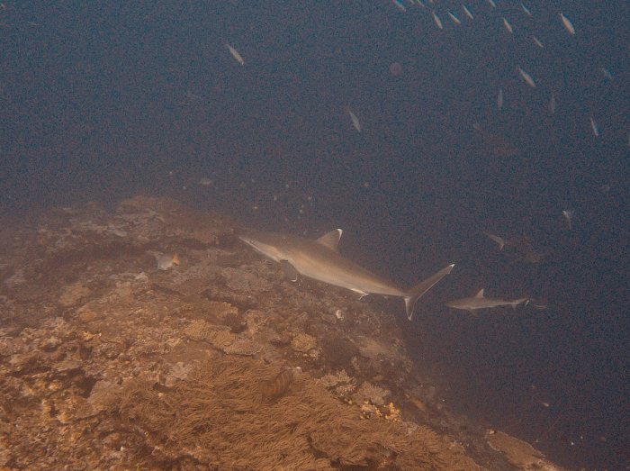 Requin pointe blanche (albi)