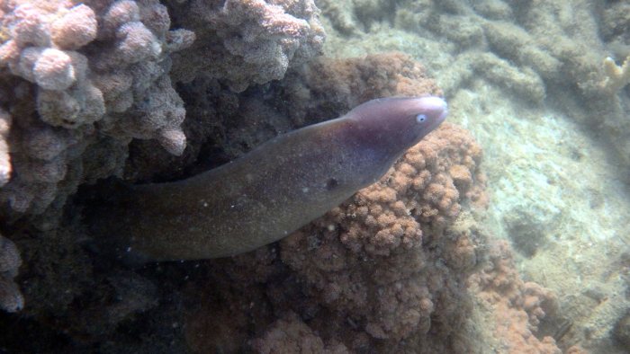 Gymnothorax thyrsoideus