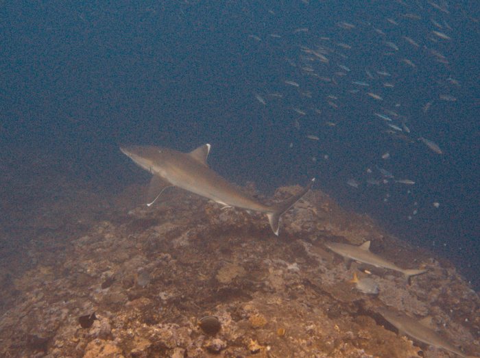 Requin pointe blanche (albi)