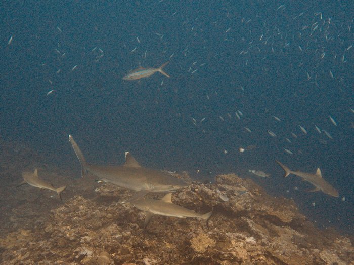 Requin pointe blanche (albi)