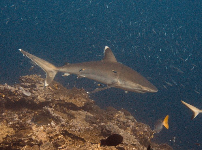 Requin pointe blanche (albi)