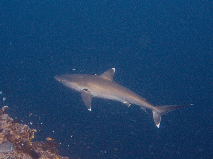 Requin pointe blanche (albi)