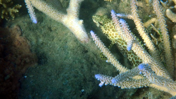 Epinephelus merra