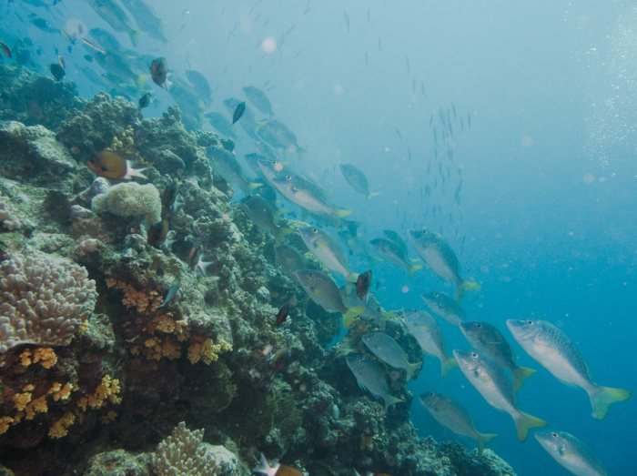 Poissons osseux