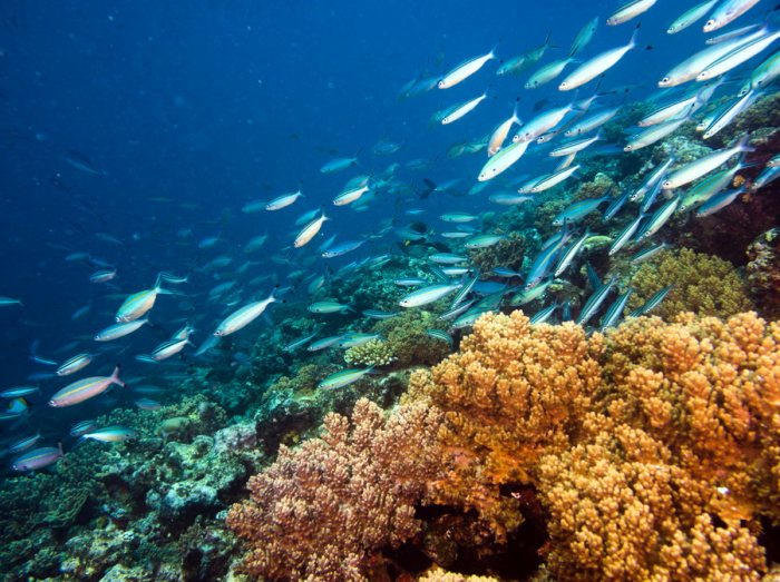 Poissons osseux