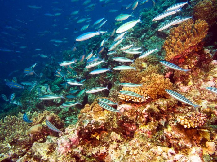 Poissons osseux