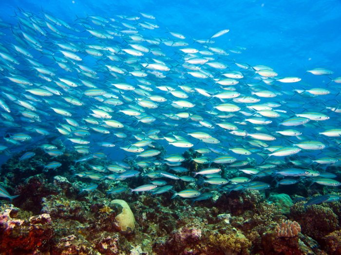 Poissons osseux