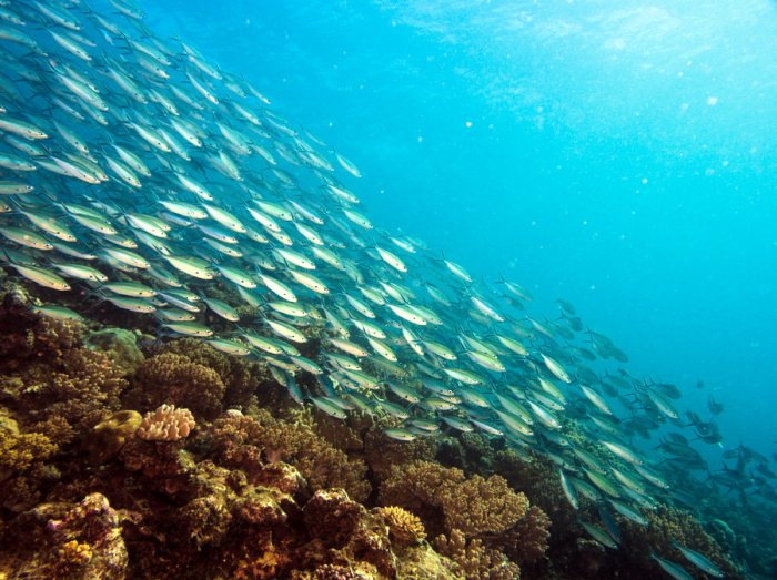 Poissons osseux