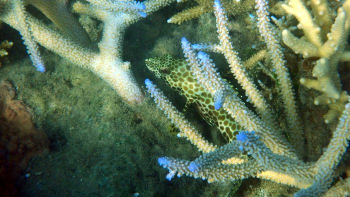 Epinephelus merra