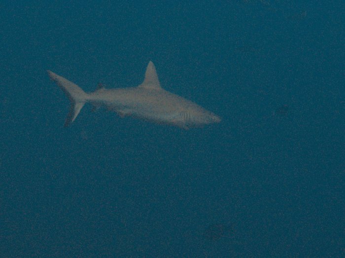 Requin gris de récif