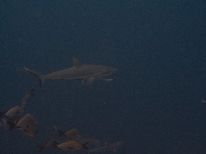 Requin gris de récif