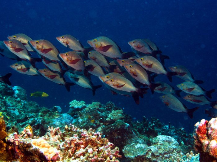 Poissons osseux