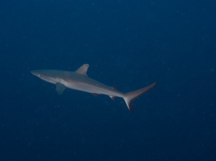 Requin gris de récif