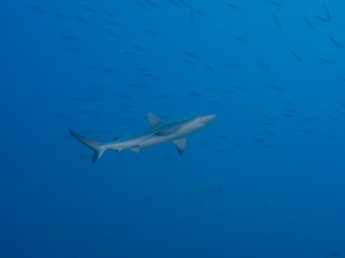 Requin gris de récif