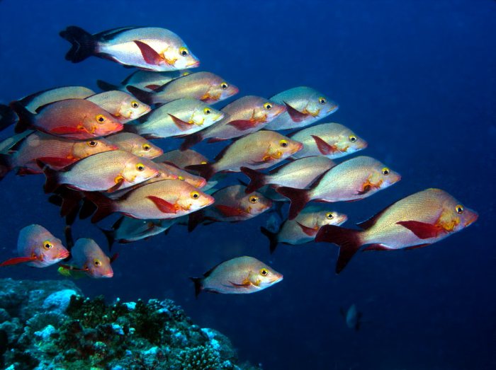 Lutjanus gibbus