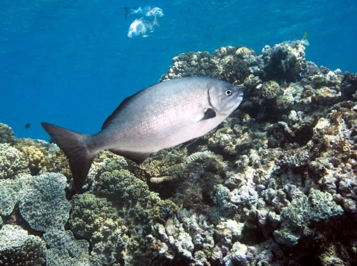 Poissons osseux