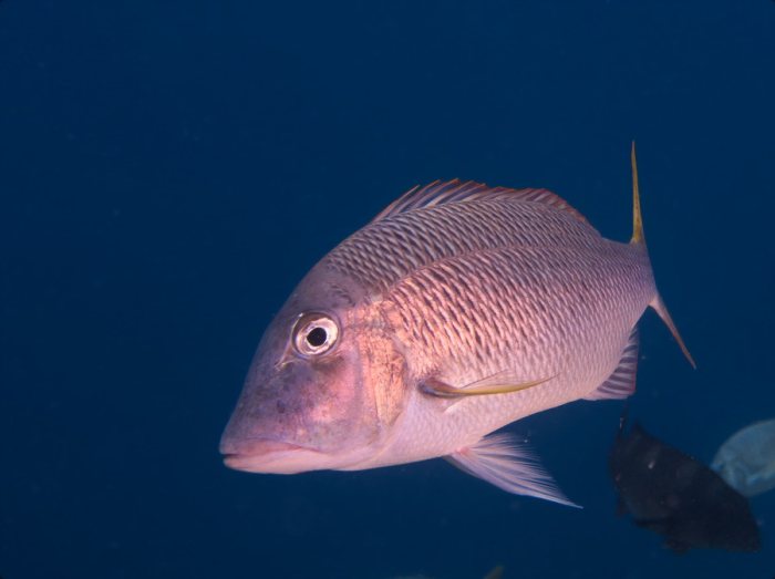 Poissons osseux
