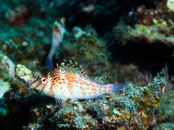 Cirrhitichthys falco