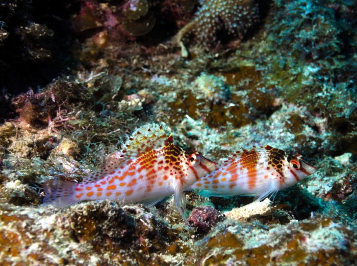 Cirrhitichthys falco