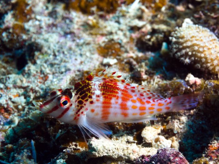 Cirrhitichthys falco