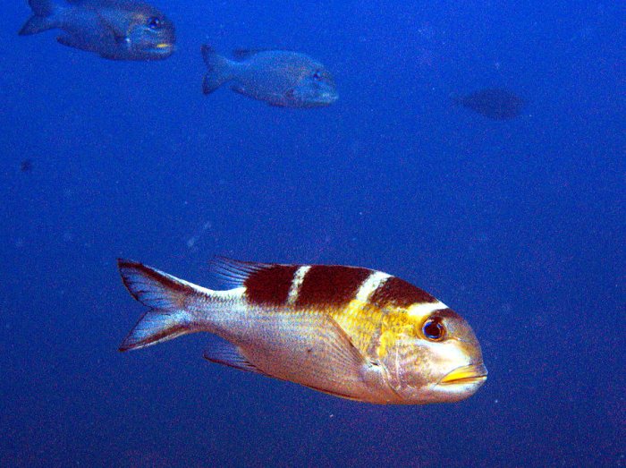 Poissons osseux