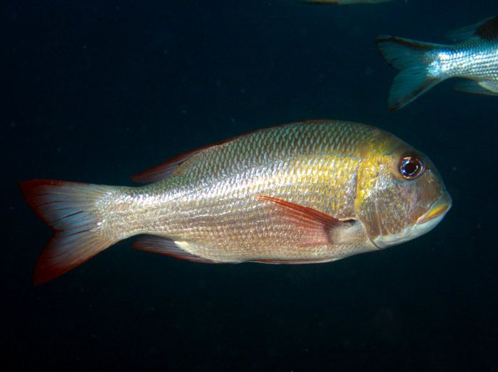 Poissons osseux