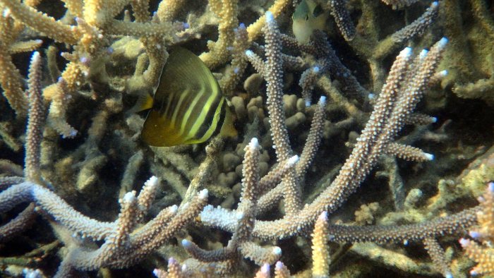 Zebrasoma velifer
