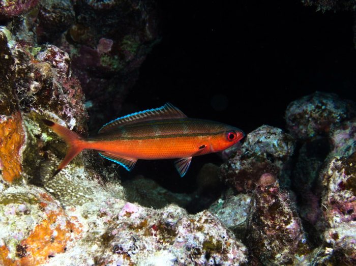 Poissons osseux
