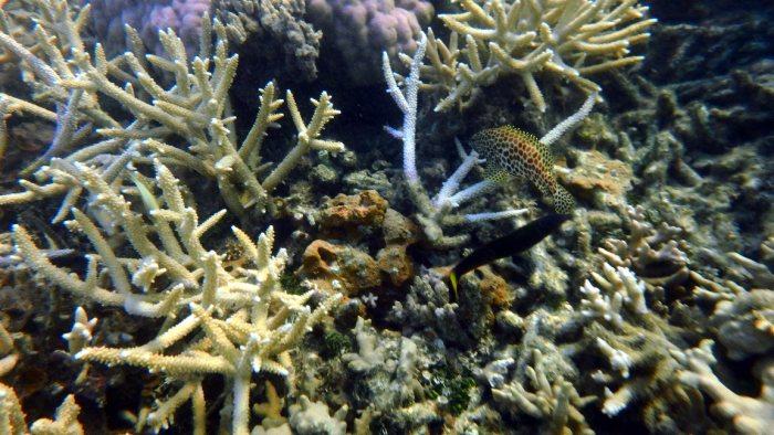Epinephelus merra