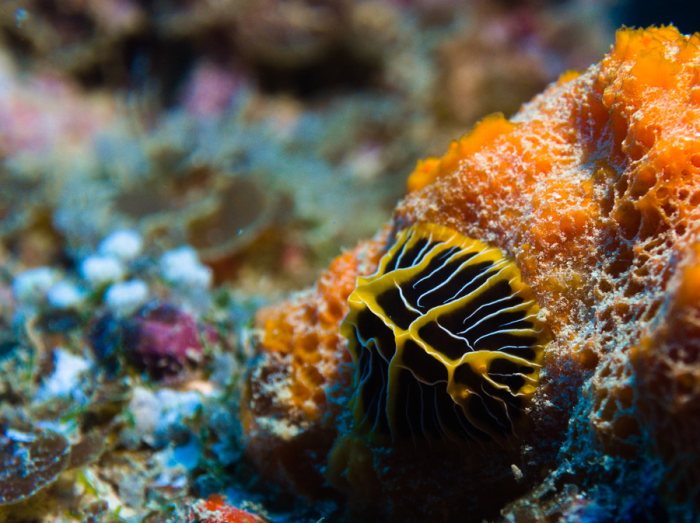 Nudibranche
