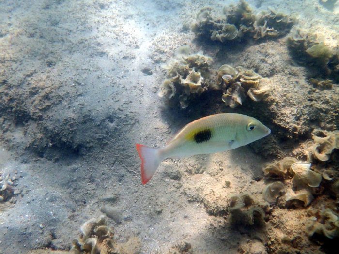 Lethrinus harak