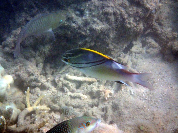 Scolopsis bilineata