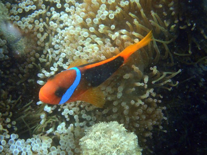Amphiprion melanopus