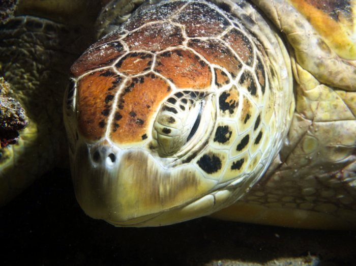 Chelonia mydas (tortue verte)