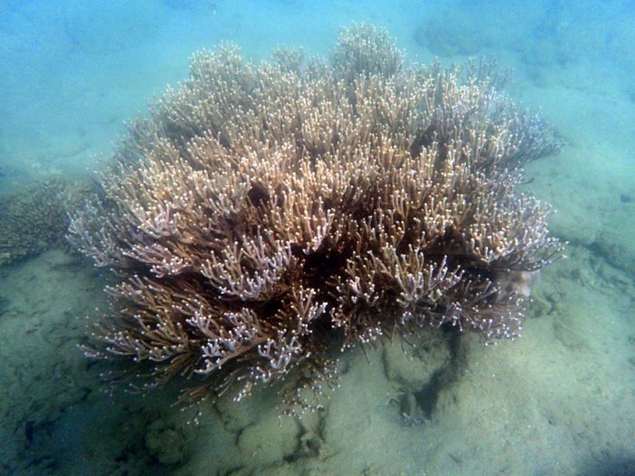 Corail dur