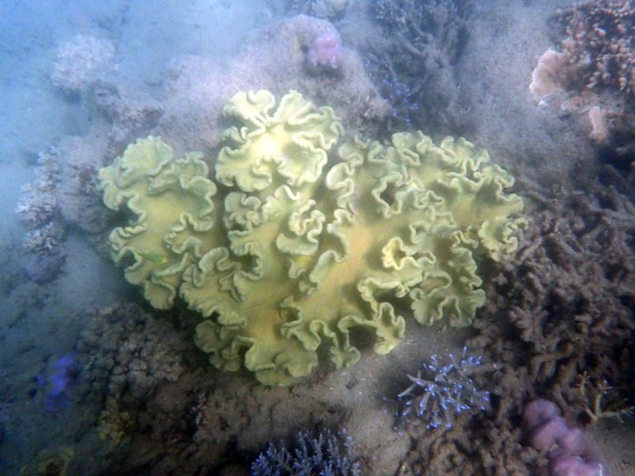 Sarcophyton