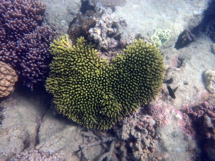 Corail dur