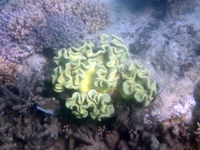 Sarcophyton