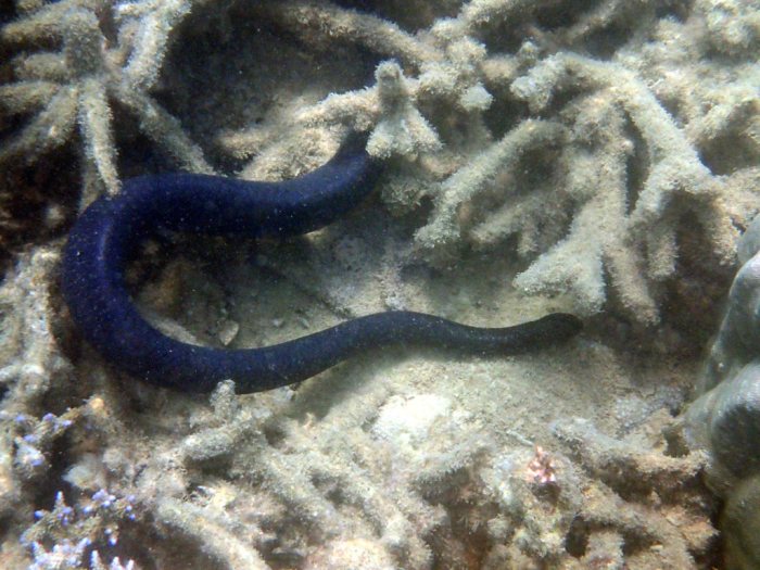 Emydocephalus annulatus
