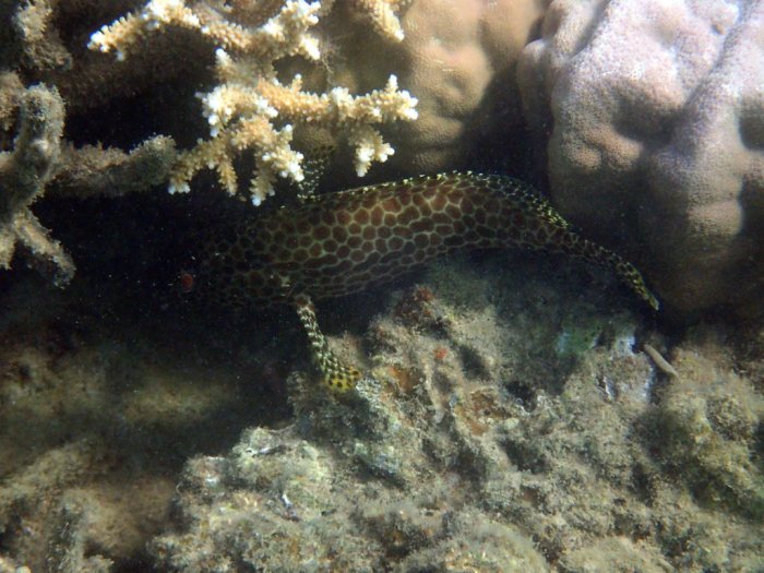 Epinephelus merra