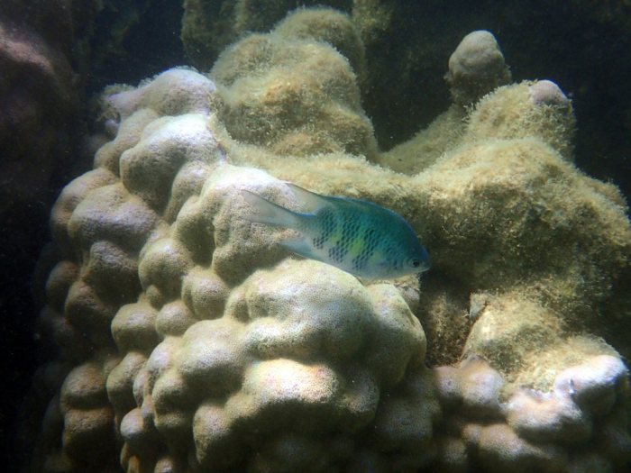 Amblyglyphidodon curacao