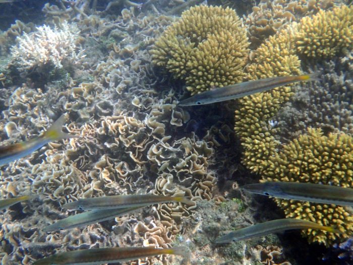 Sphyraena flavicauda