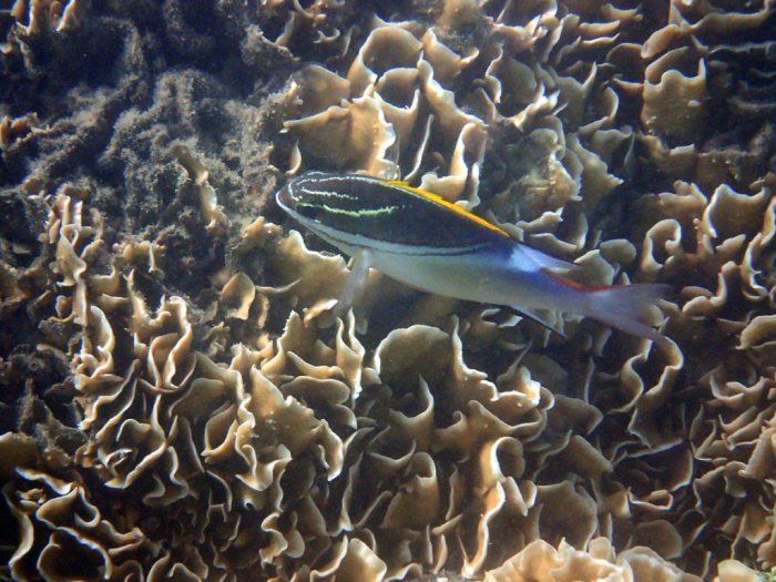 Scolopsis bilineata