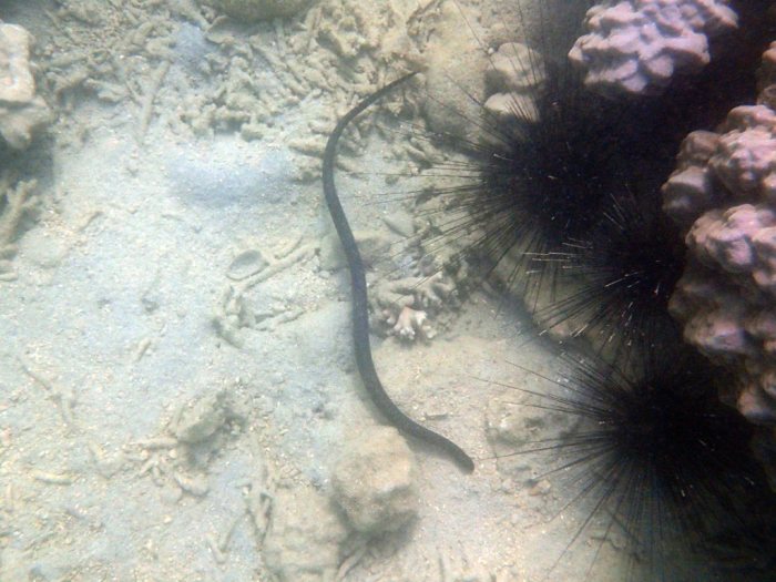 Emydocephalus annulatus