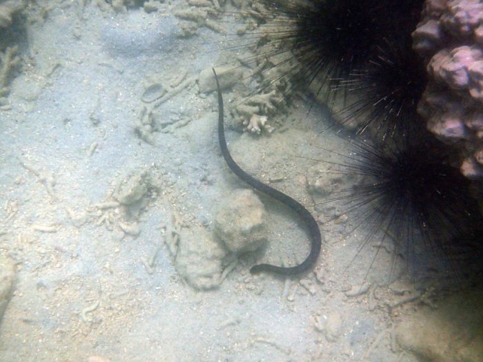 Emydocephalus annulatus
