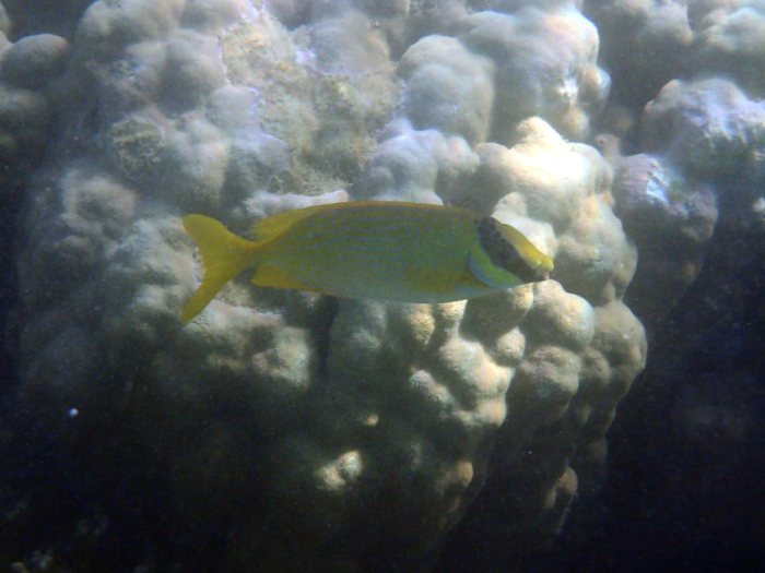 Siganus puellus