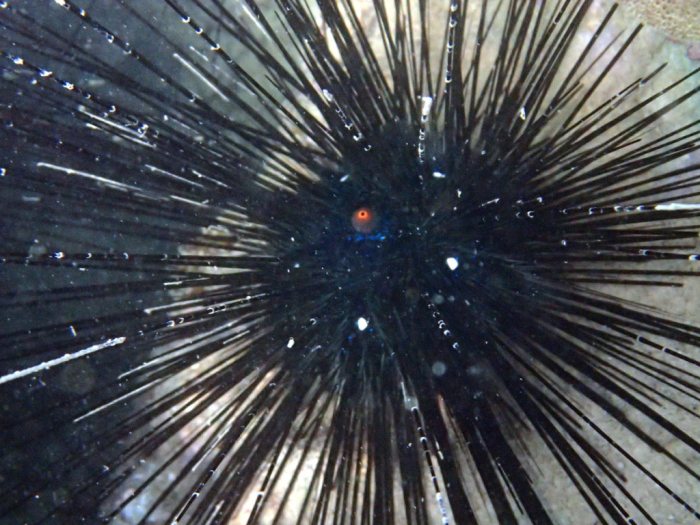 Diadema setosum